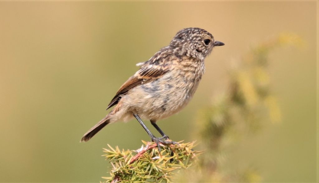 Giovane stiaccino e domanda